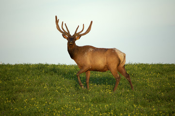 young bull elk in velvet