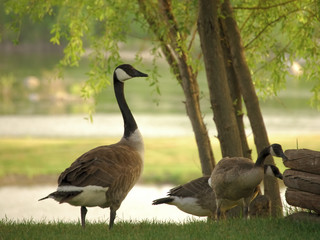 canadian geese near lake