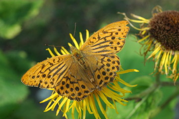 butterfly