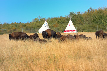 Buffalo herd resting by tepees