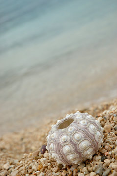 oursin et plage