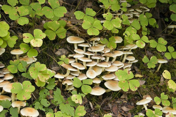 rain forest mushrooms
