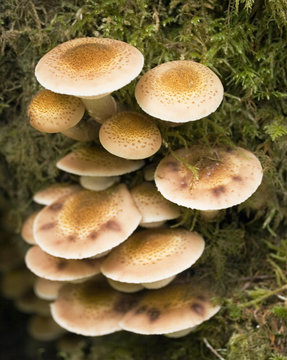 washington state mushrooms
