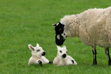 Obraz premium loving mother sheep with twins