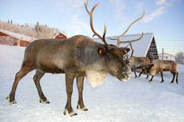 reindeer