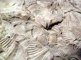 fossilized seashells © PHOTOFLY
