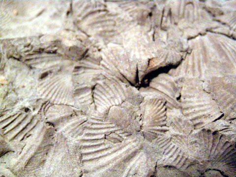 fossilized seashells