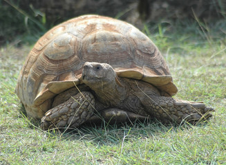 Obraz premium tortoise1