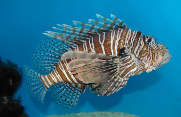 lion fish 2