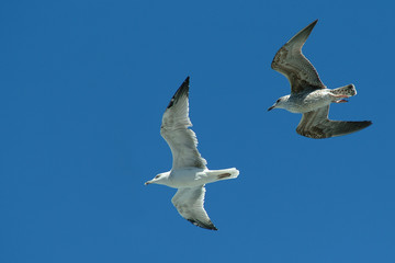 mouette argentée