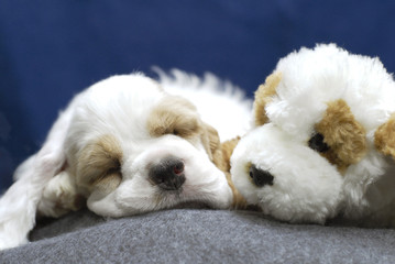 puppy with stuffed look a like