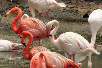 flamingoes
