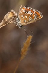mariposa princesa (polymmatus icarus)