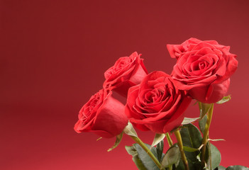 bouquet of five roses on the red background