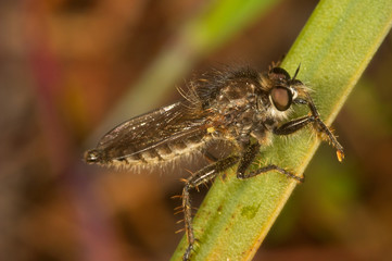 mosca asesina (lapria flava)