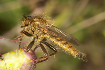 mosca asesina(lapria flava)
