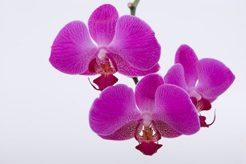  beautiful orchid
