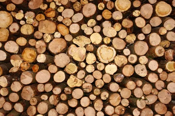 Möbelaufkleber legnaia di legname © Lobra