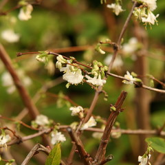 lonicera x purpussi