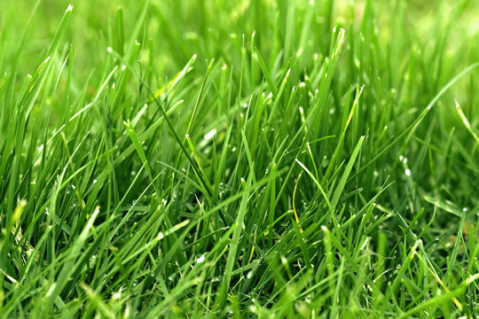 herbe / gazon vert en gros plan