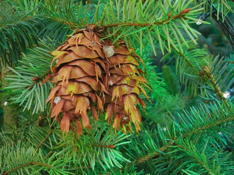 a pair of cones