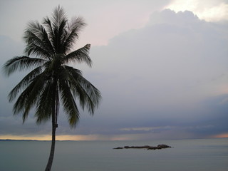 Fototapeta na wymiar coconut tree on beach at bintan indonesia