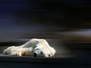 slapende ijsbeer