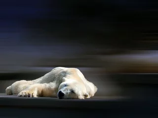 Deurstickers Ijsbeer slapende ijsbeer