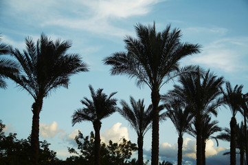 palm-trees silhouette