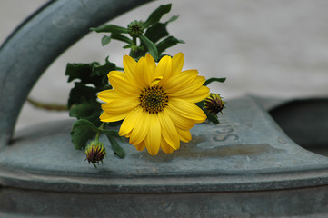 blume und gießkanne
