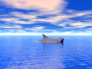 Fototapeta premium swim_dolphin