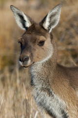 australian kangaroo