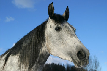 Fototapeta na wymiar arabian horse, shagya arab