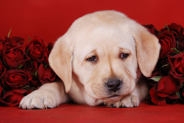 puppy and roses