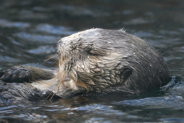 Naklejka premium sea otter