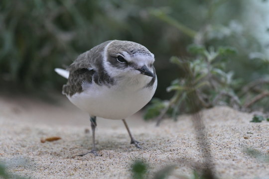 Semipalmated Plover