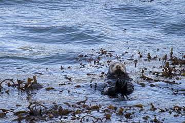 sea otter