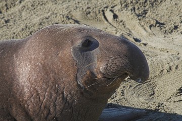 Obraz premium elephant seal