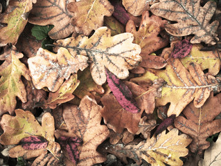 brown leaves