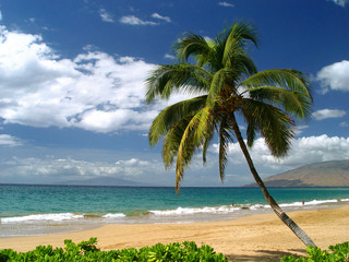Beach in Mui hawaii, tropical island vacation, single palm tree on quiet empty beach - obrazy, fototapety, plakaty