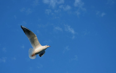 flying seagull