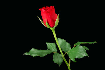 red rose isolated on black