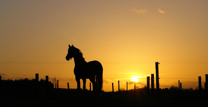 backlit horse sunset