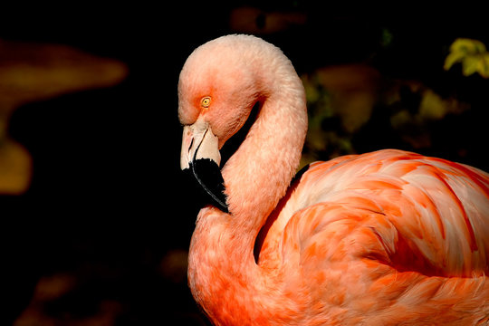 Fototapeta flamingo