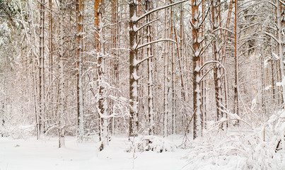 winter forest