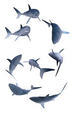 shark_set