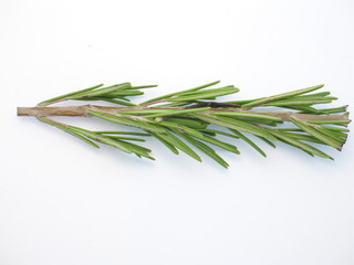 Fototapeta premium frischer grüner Rosmarinzweig Küchenkräuter freigestellt auf weißem Hintergrund