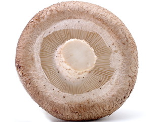 steinchampignon