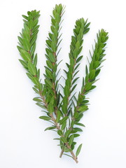 küchenkräuter myreht