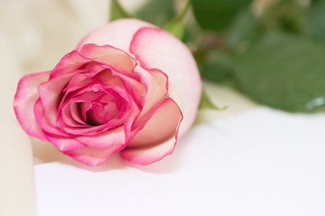 Fototapeta premium rose